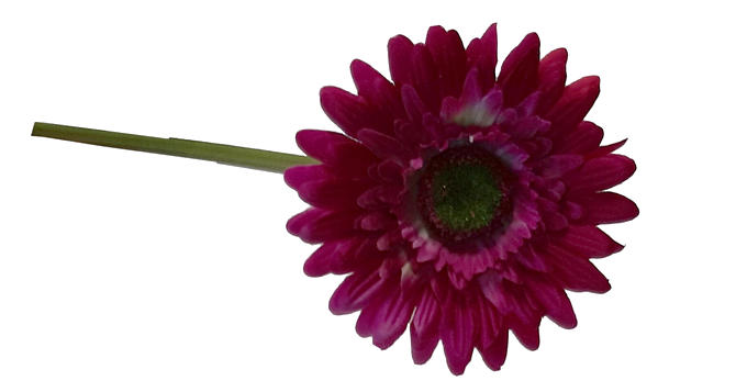 Květ Gerbera velká – vínová | Garden Servis Opava